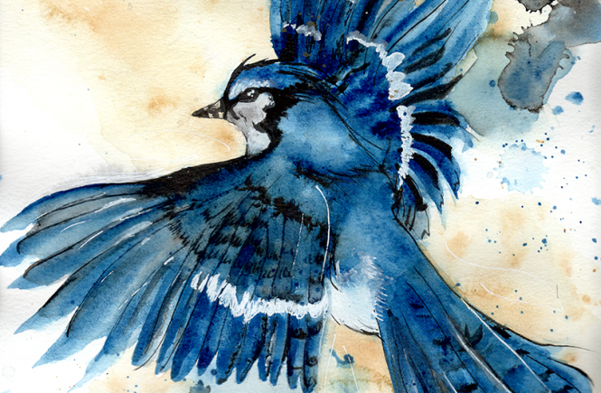 Blue Jay Watercolor and new experiences Journal Watercolors  music guitar playing blue jay spirit animal   